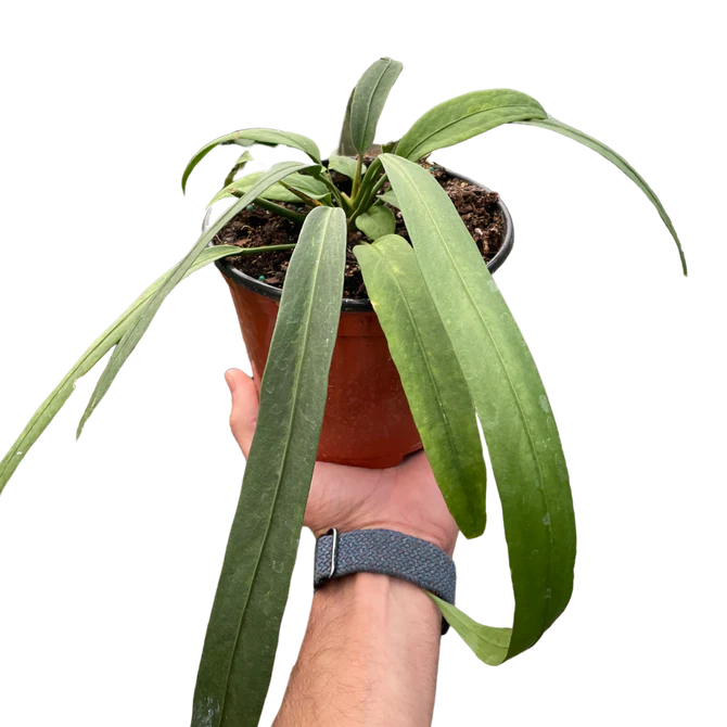 Rare Anthurium Vittarifolium – Collector Hanging Plant | SunriseDaylas