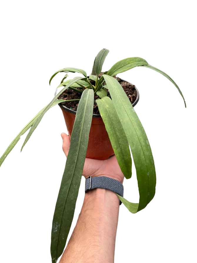 Rare Anthurium Vittarifolium – Collector Hanging Plant | SunriseDaylas