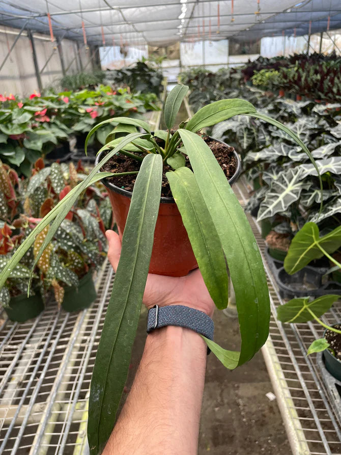 Rare Anthurium Vittarifolium – Collector Hanging Plant | SunriseDaylas