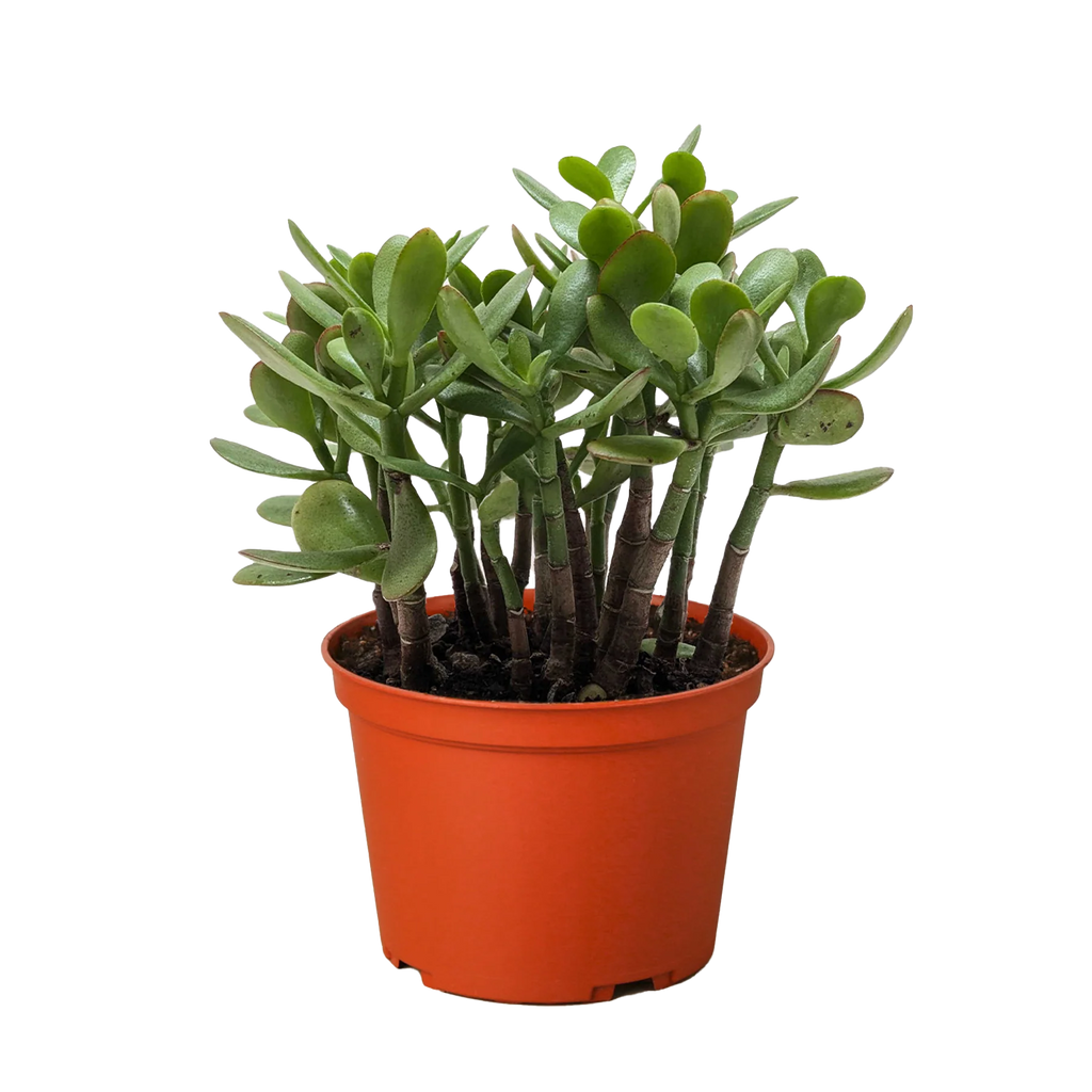Jade Succulent – Easy Care Indoor Plant | SunriseDaylas