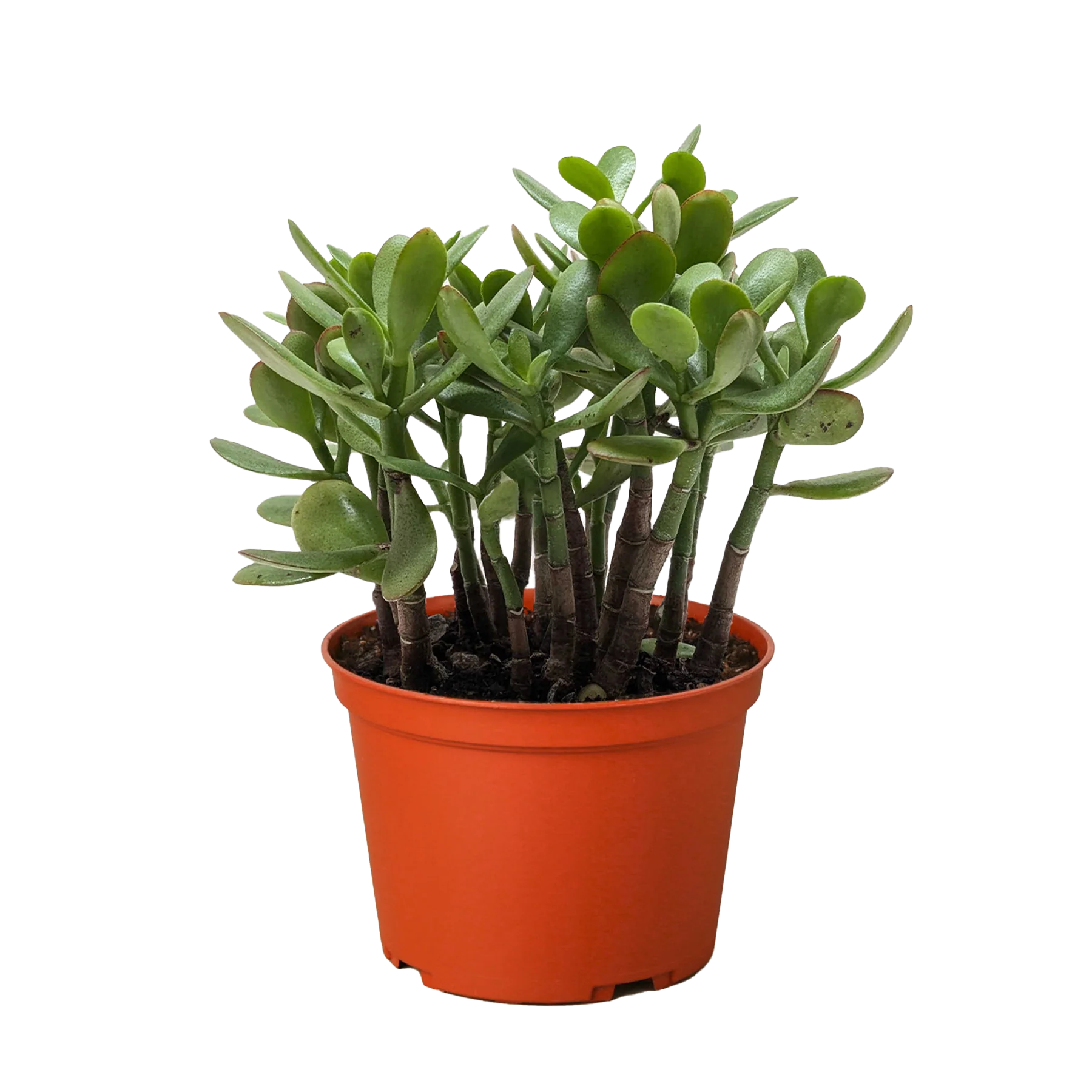 Jade Succulent – Easy Care Indoor Plant | SunriseDaylas