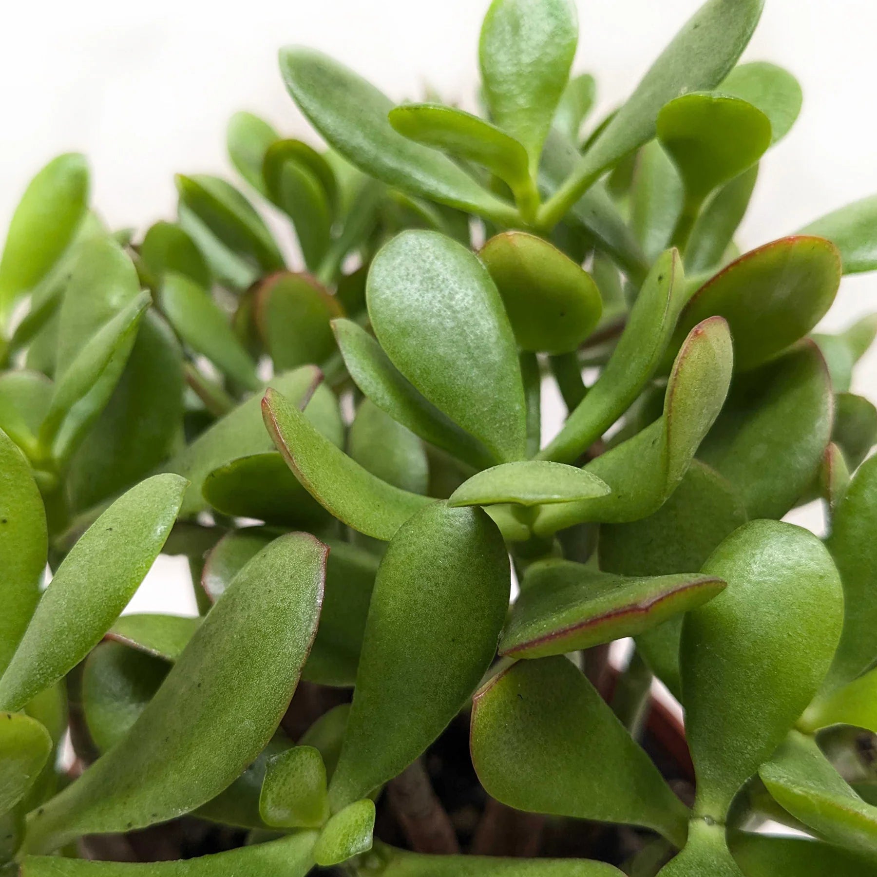Jade Succulent – Easy Care Indoor Plant | SunriseDaylas