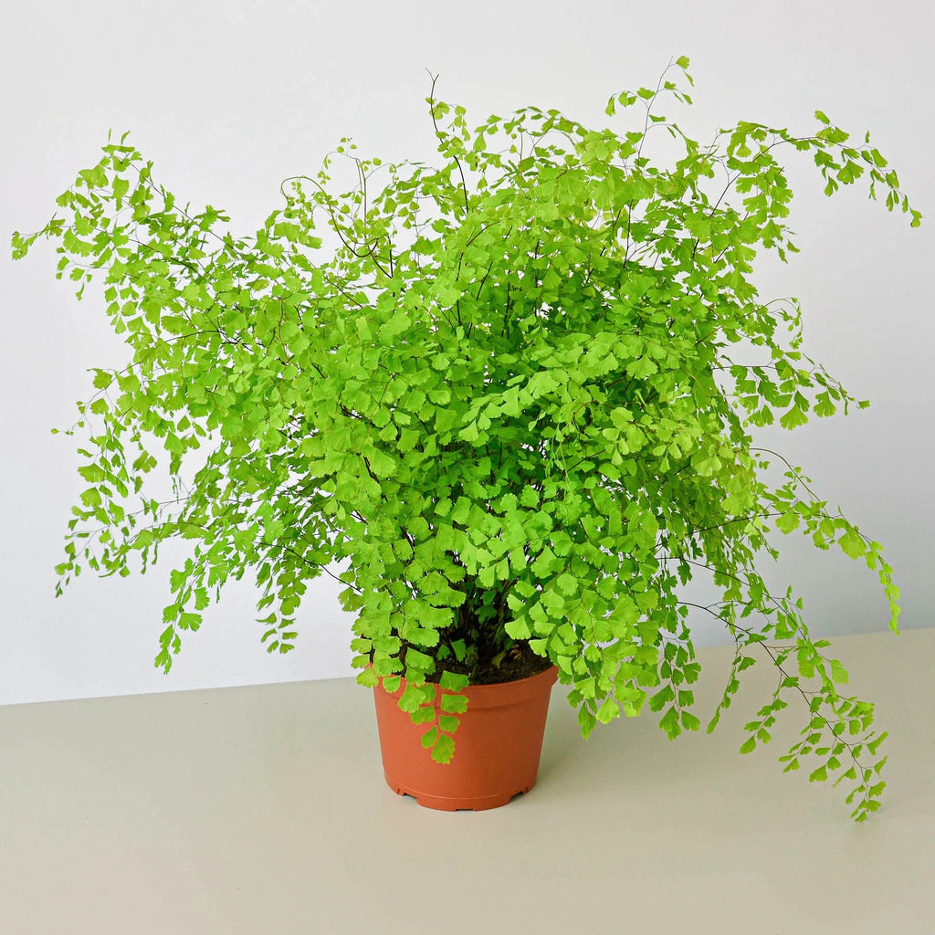 Maidenhair Fern Delicate Live Indoor Plant | SunriseDaylas