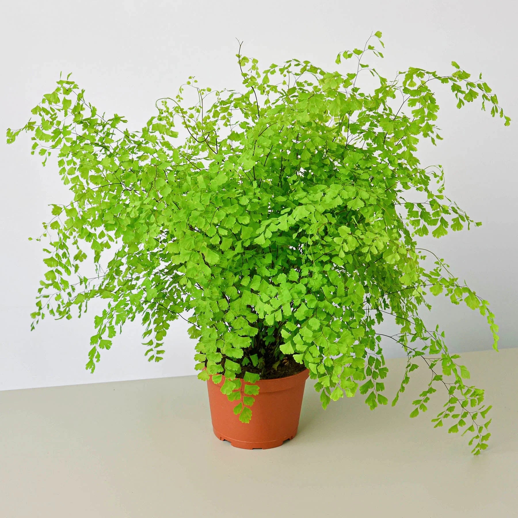 Maidenhair Fern Delicate Live Indoor Plant | SunriseDaylas