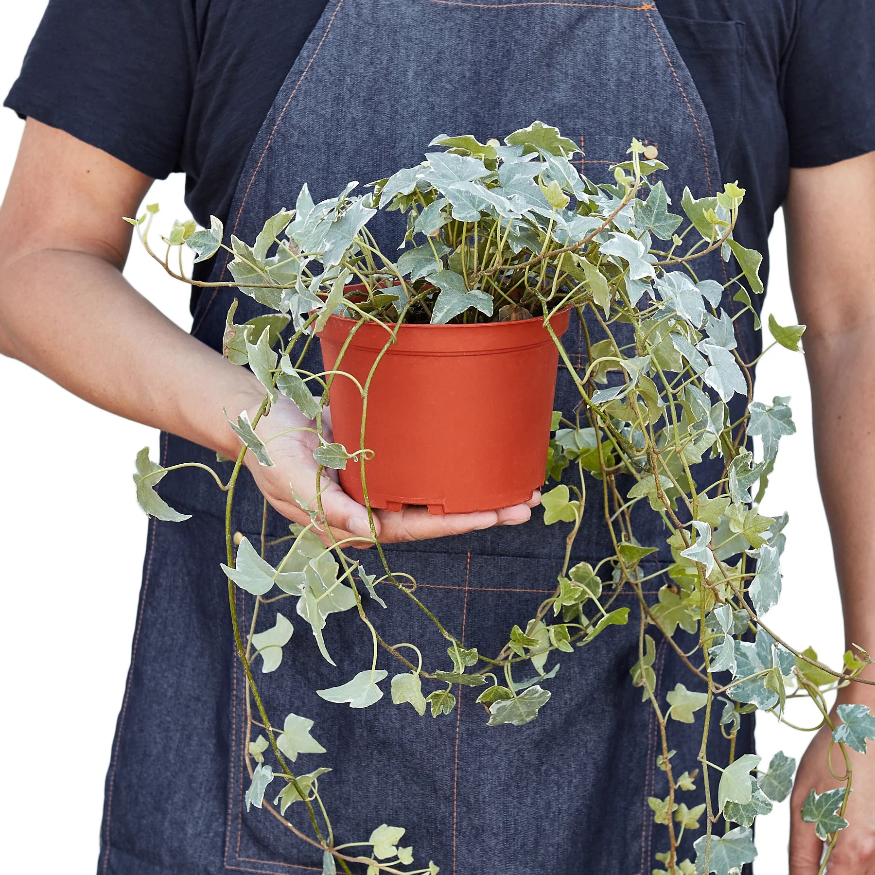 English Ivy ‘Glacier’ – Variegated Indoor Vine | SunriseDaylas