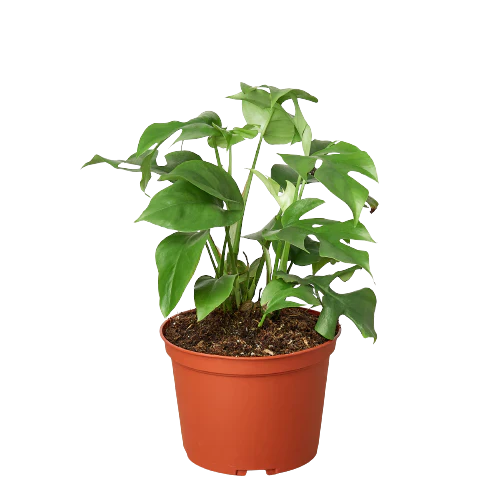 Mini Monstera – Fast Growing Split Leaf Plant | SunriseDaylas