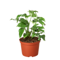 Mini Monstera – Fast Growing Climbing Plant | SunriseDaylas
