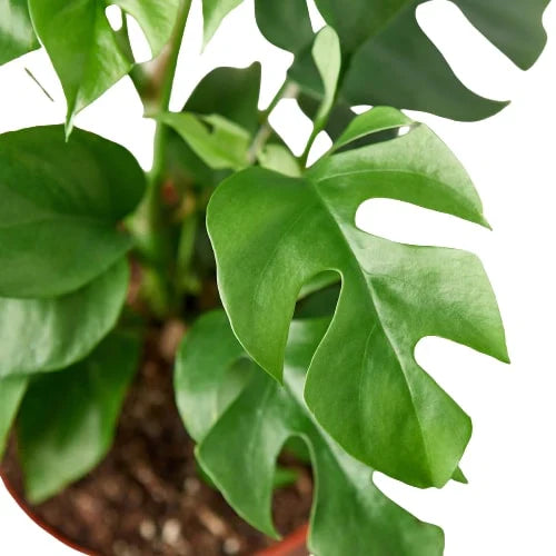 Mini Monstera – Fast Growing Split Leaf Plant | SunriseDaylas