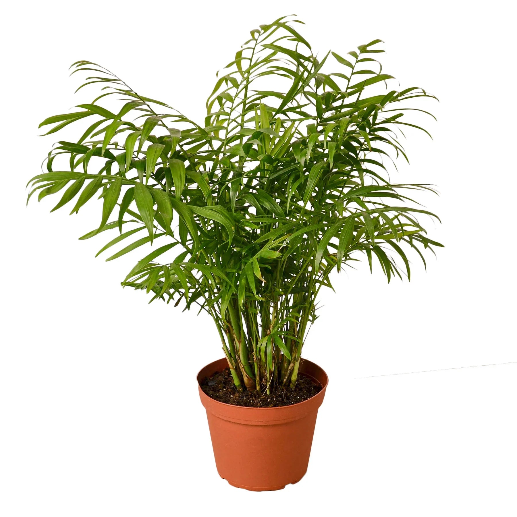 Parlor Palm Pet-Safe Live Indoor Plant