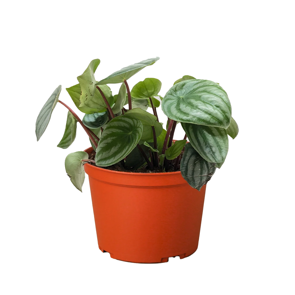 Watermelon Peperomia – Pet Friendly Live Plant | SunriseDaylas
