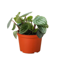 Watermelon Peperomia – Pet Friendly Live Plant | SunriseDaylas