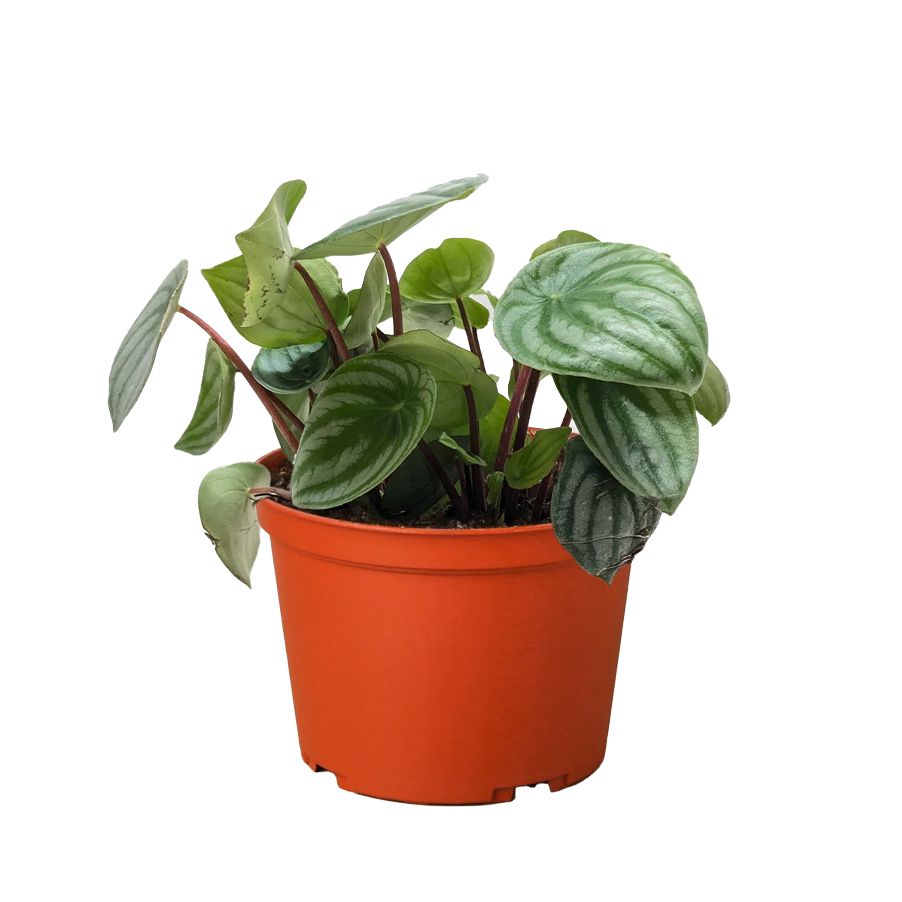 Watermelon Peperomia – Pet Friendly Live Plant | SunriseDaylas