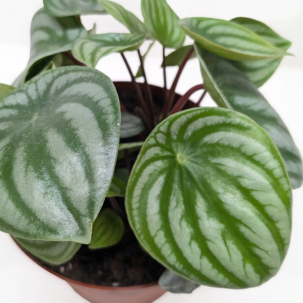 Watermelon Peperomia – Pet Friendly Live Plant | SunriseDaylas