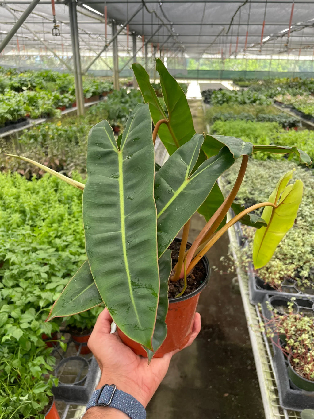 Rare Philodendron Billietiae – Collector Plant | SunriseDaylas
