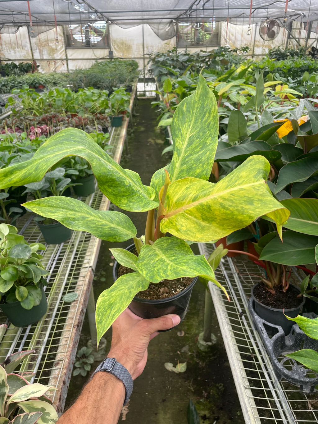 Rare Orange Marmalade Philodendron | SunriseDaylas