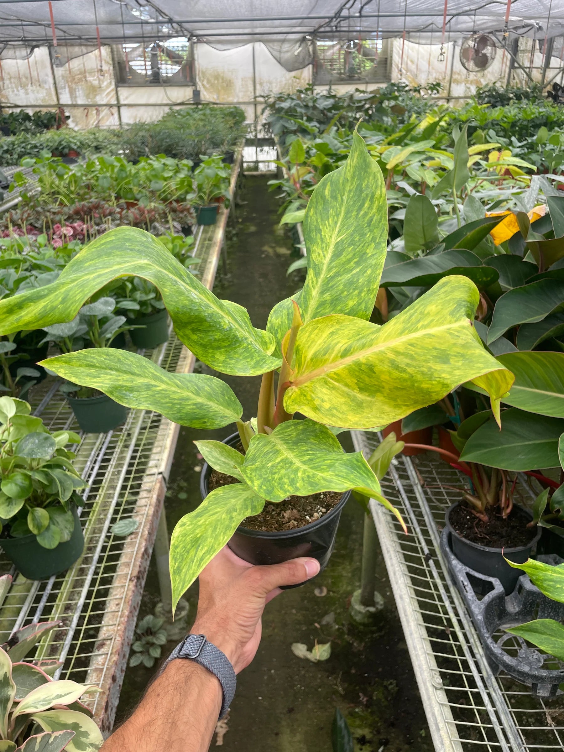 Rare Orange Marmalade Philodendron | SunriseDaylas