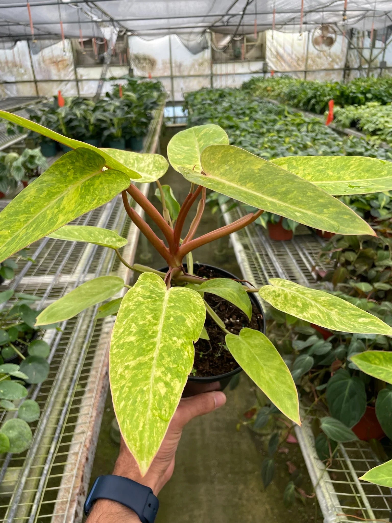 Philodendron Painted Lady – Variegated Climber | SunriseDaylas