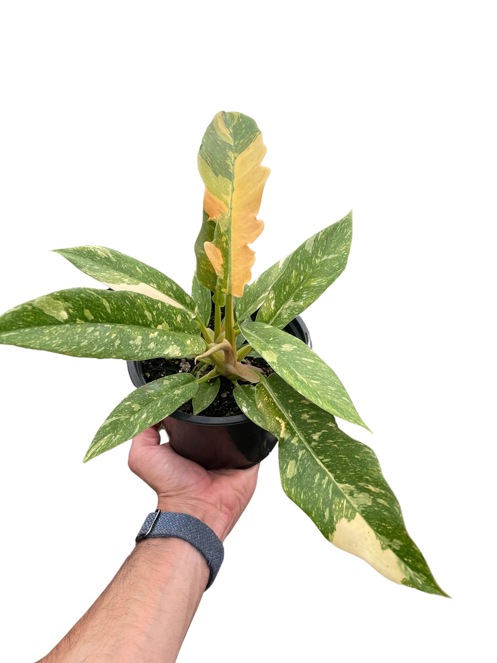 Rare Ring of Fire Philodendron – Collector Plant | SunriseDaylas