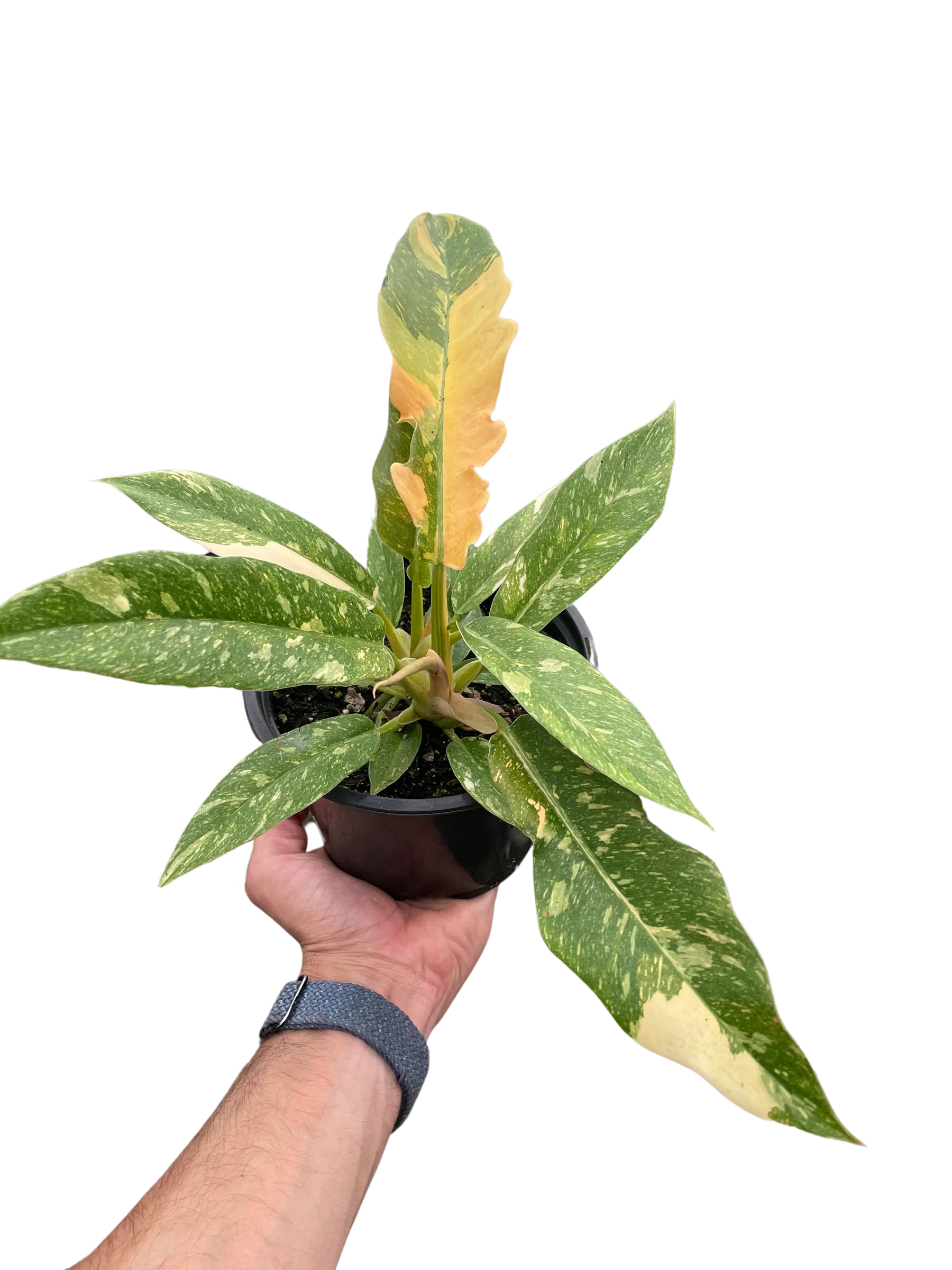 Rare Ring of Fire Philodendron – Collector Plant | SunriseDaylas