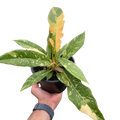 Rare Ring of Fire Philodendron – Collector Plant | SunriseDaylas