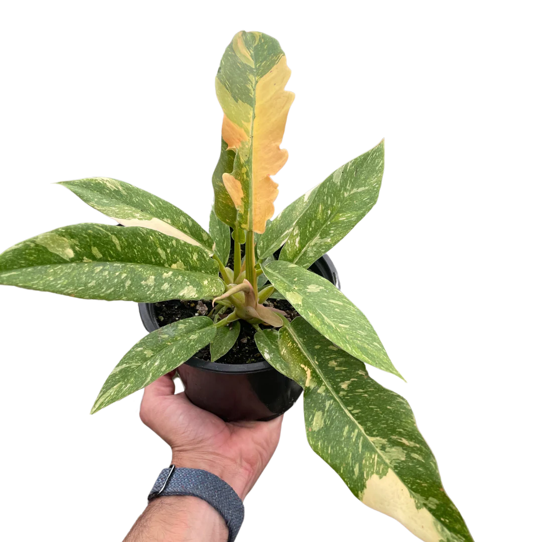 Rare Ring of Fire Philodendron – Collector Plant | SunriseDaylas