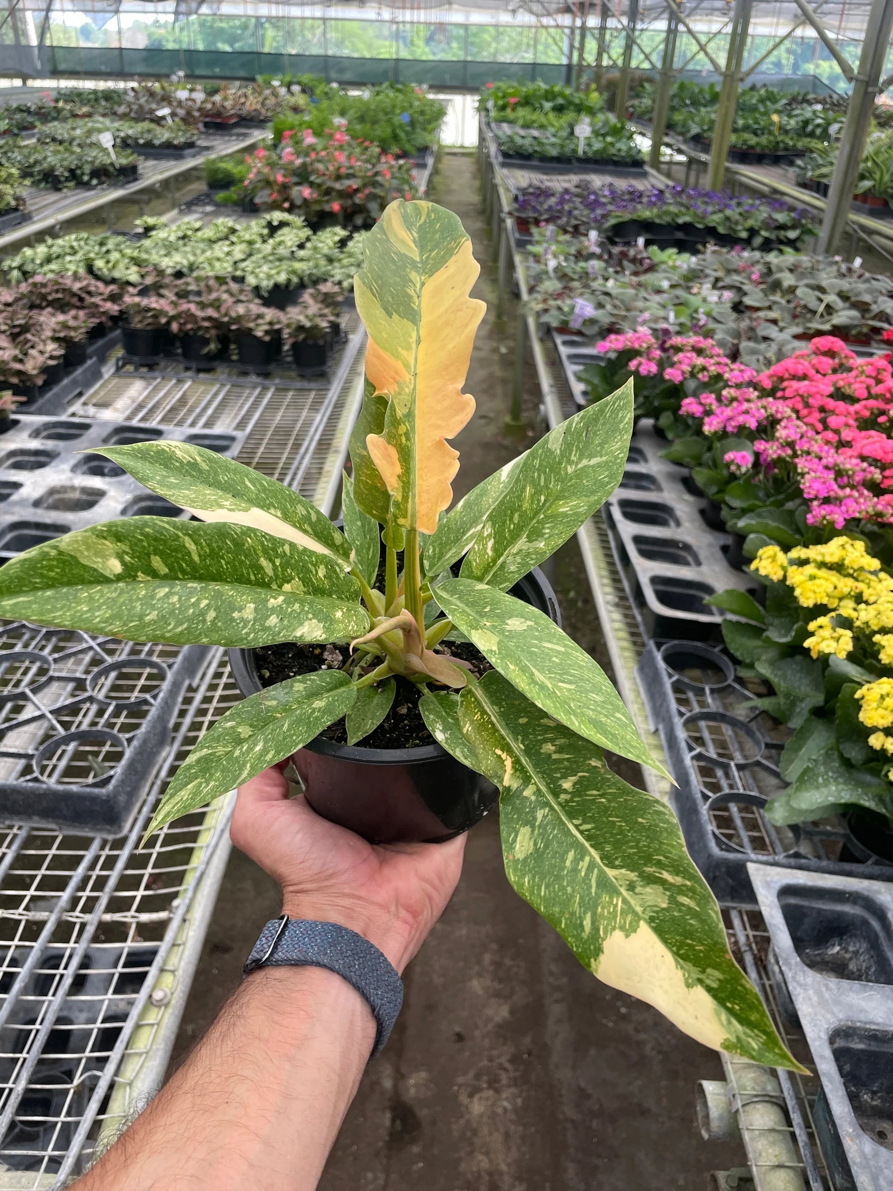 Rare Ring of Fire Philodendron – Collector Plant | SunriseDaylas