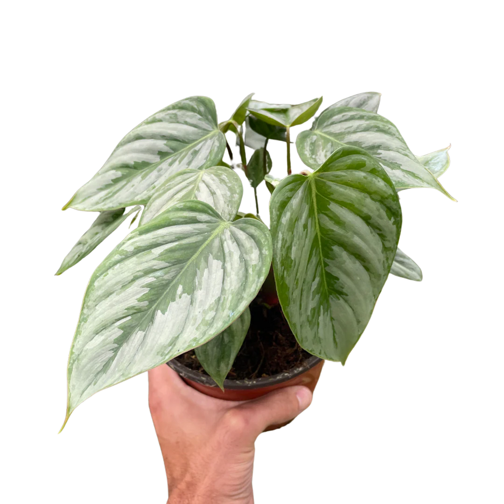 Silver Leaf Philodendron – Easy Care Climber | SunriseDaylas
