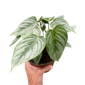 Silver Leaf Philodendron – Easy Care Climber | SunriseDaylas