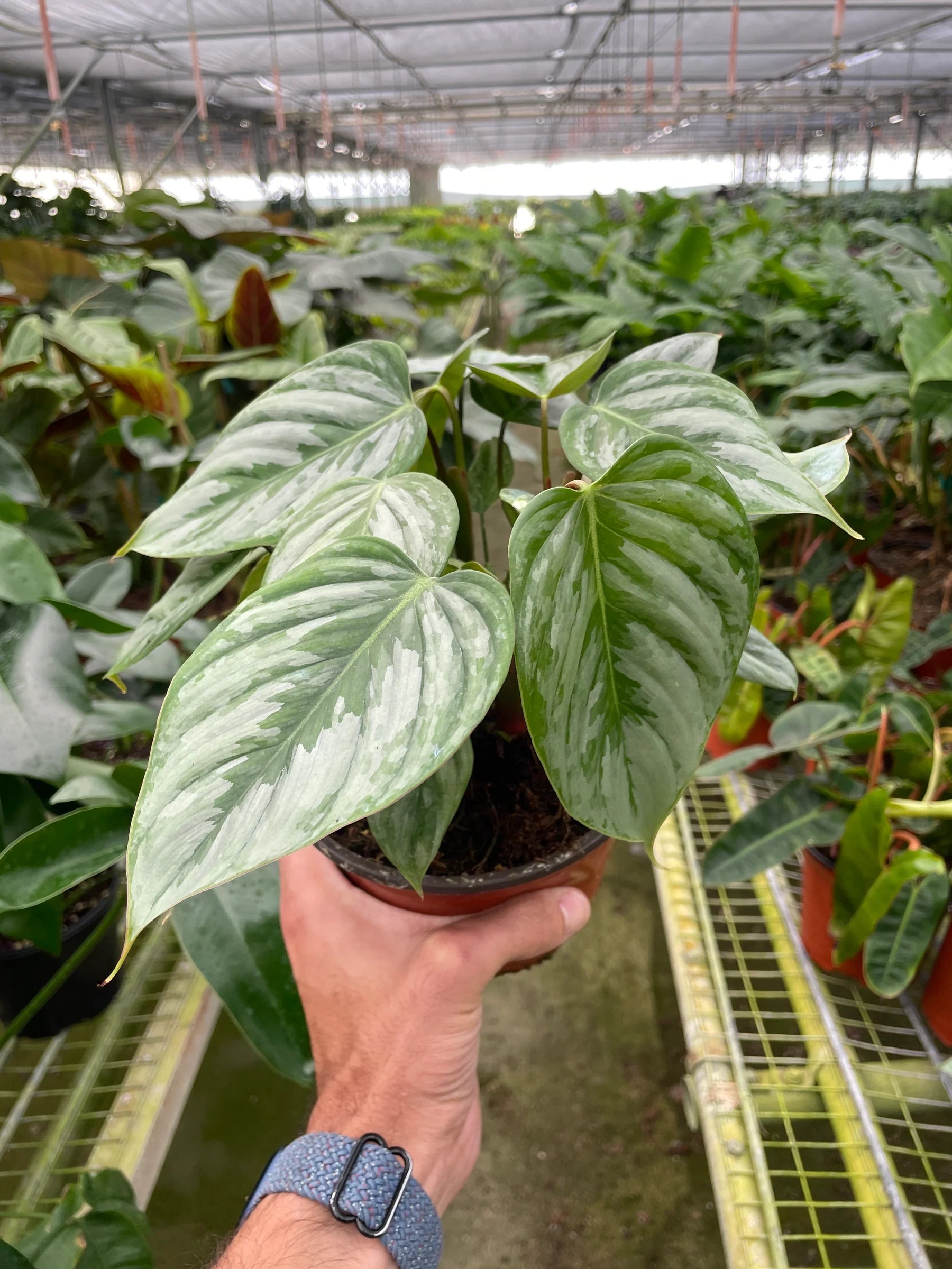 Silver Leaf Philodendron – Easy Care Climber | SunriseDaylas