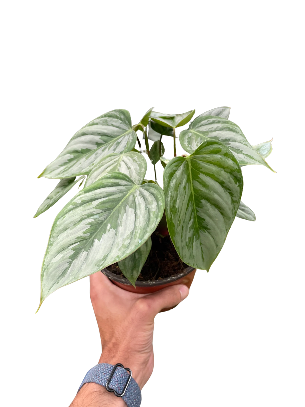 Silver Leaf Philodendron – Easy Care Climber | SunriseDaylas