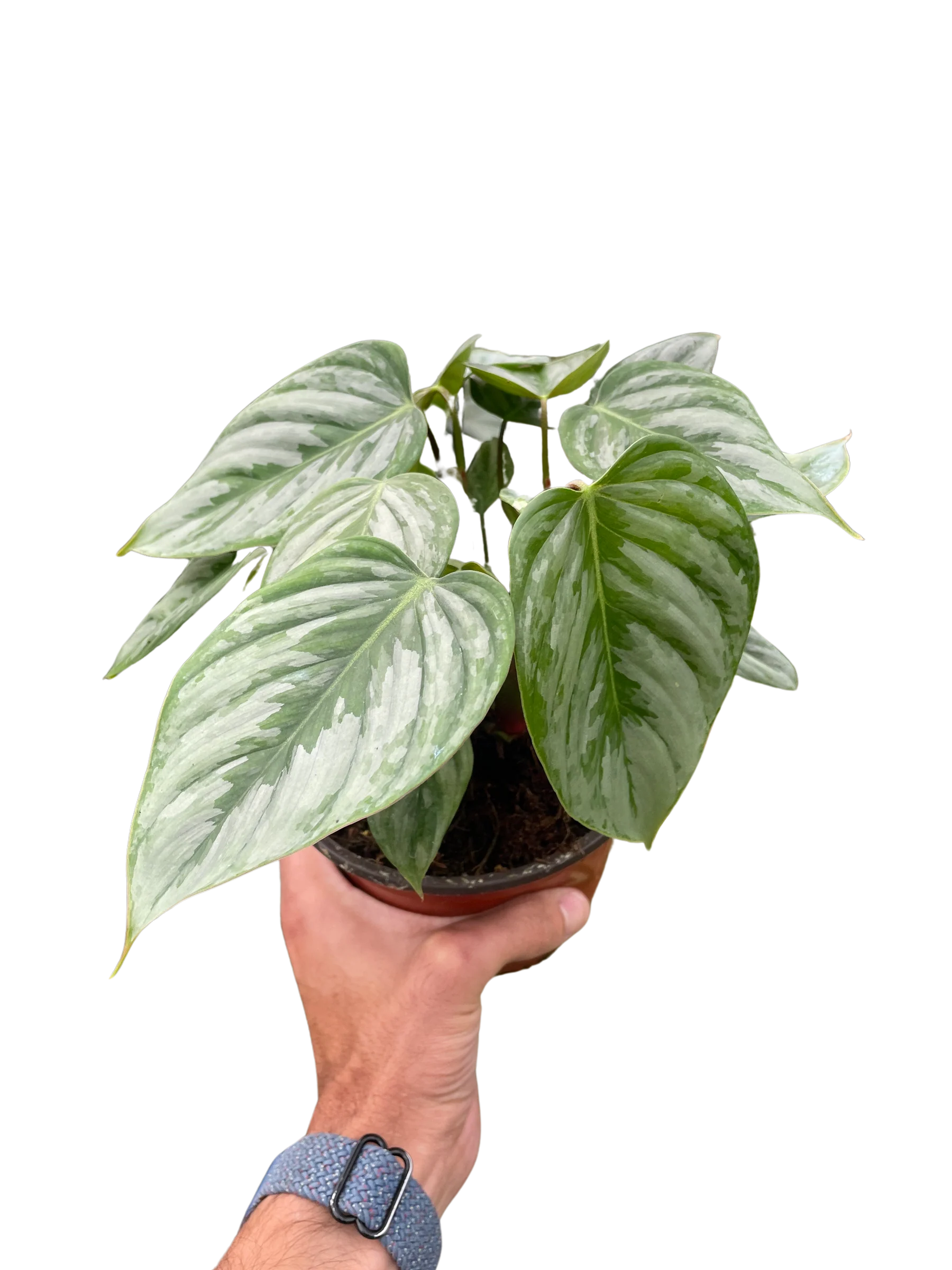 Silver Leaf Philodendron – Easy Care Climber | SunriseDaylas