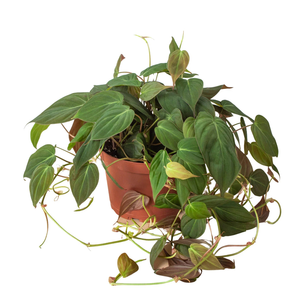 Velvet Philodendron – Velvety Trailing Live Plant | SunriseDaylas