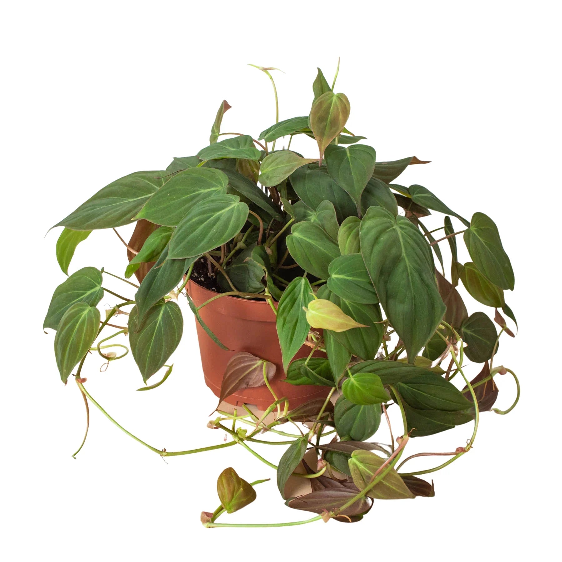 Velvet Philodendron – Velvety Trailing Live Plant | SunriseDaylas
