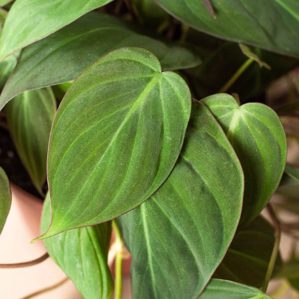 Velvet Philodendron – Velvety Trailing Live Plant | SunriseDaylas