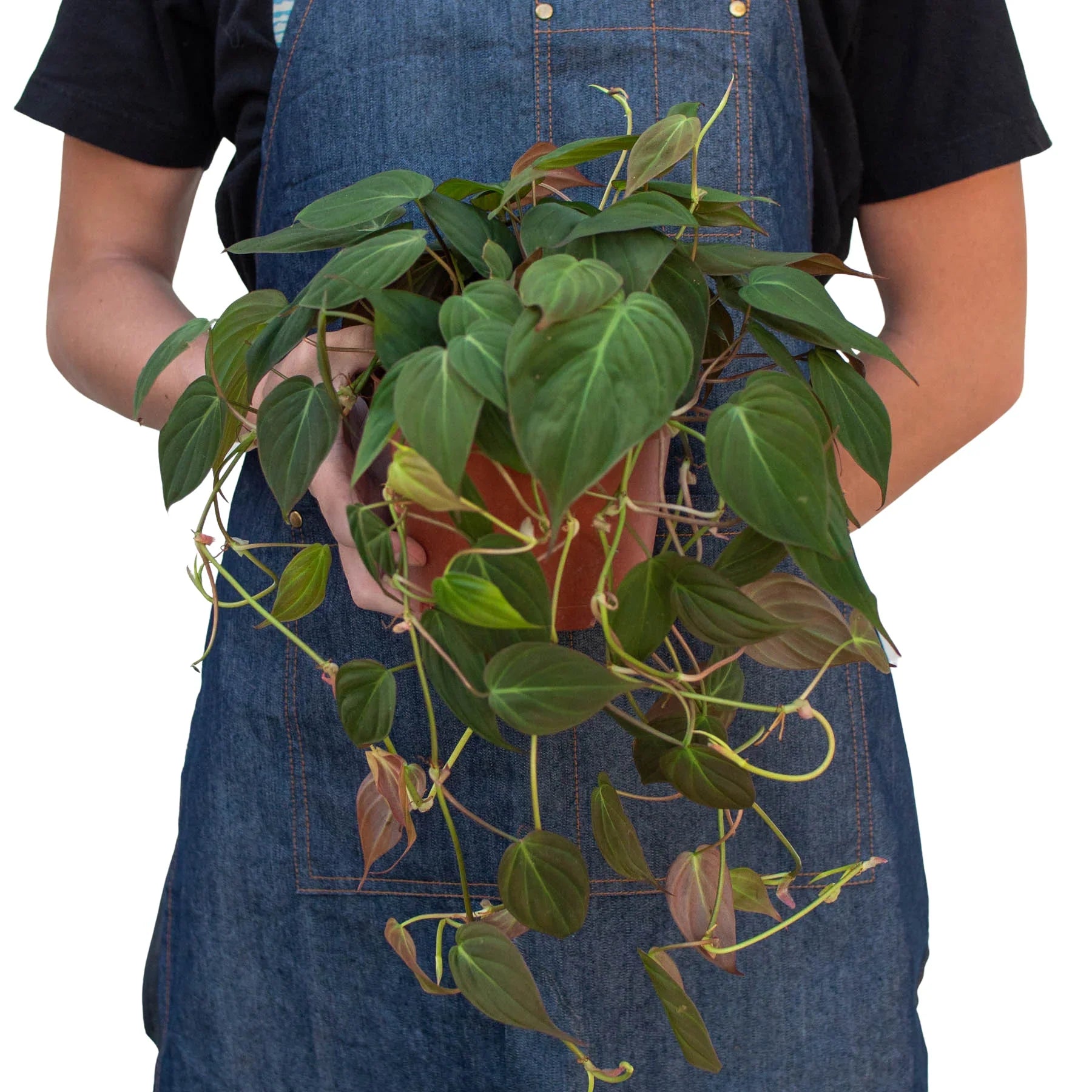Velvet Philodendron – Velvety Trailing Live Plant | SunriseDaylas