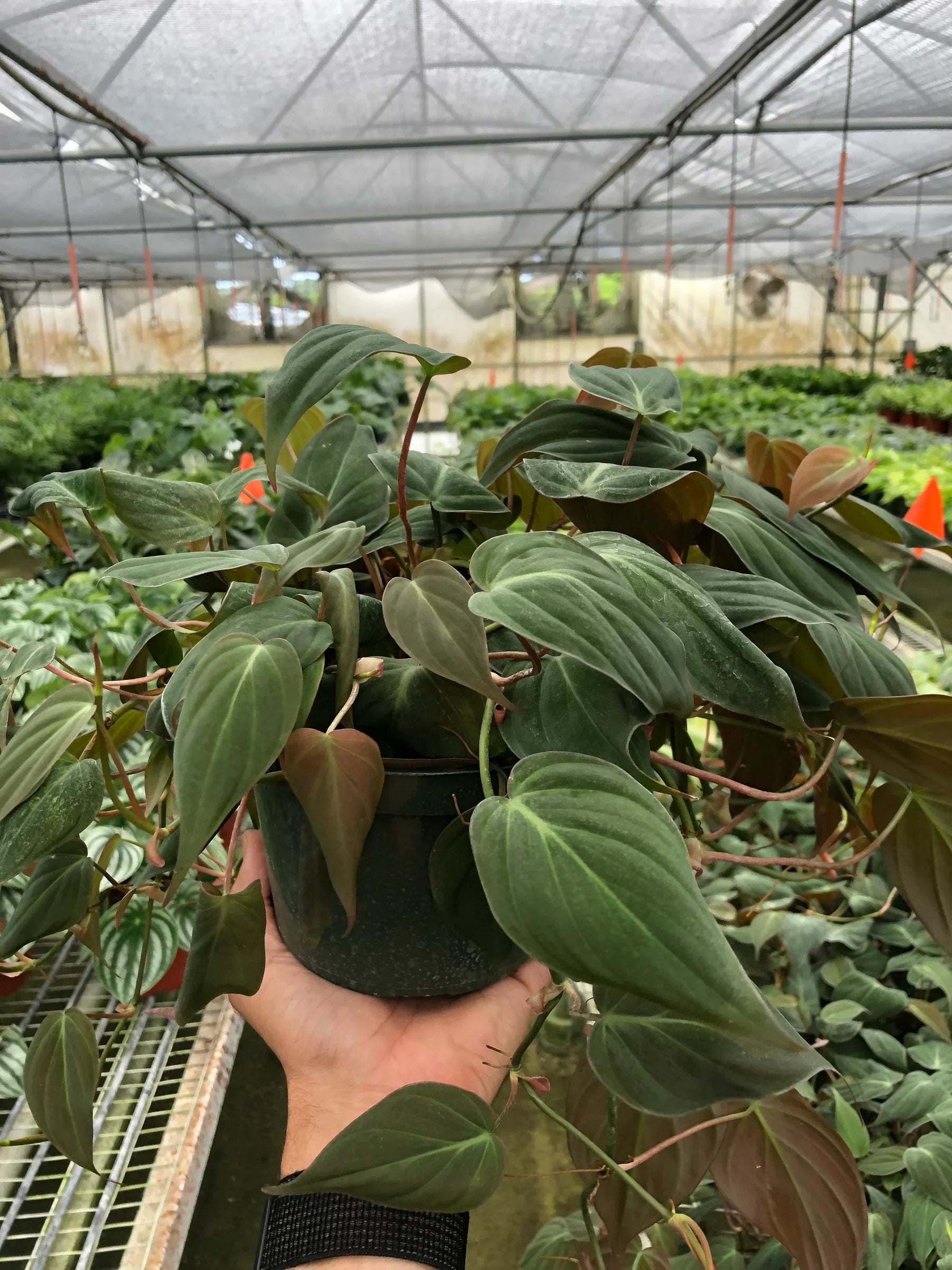 Velvet Philodendron – Velvety Trailing Live Plant | SunriseDaylas