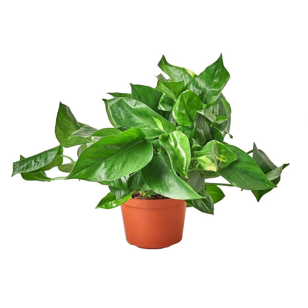 Golden Pothos – Easy Care Trailing Live Plant | SunriseDaylas