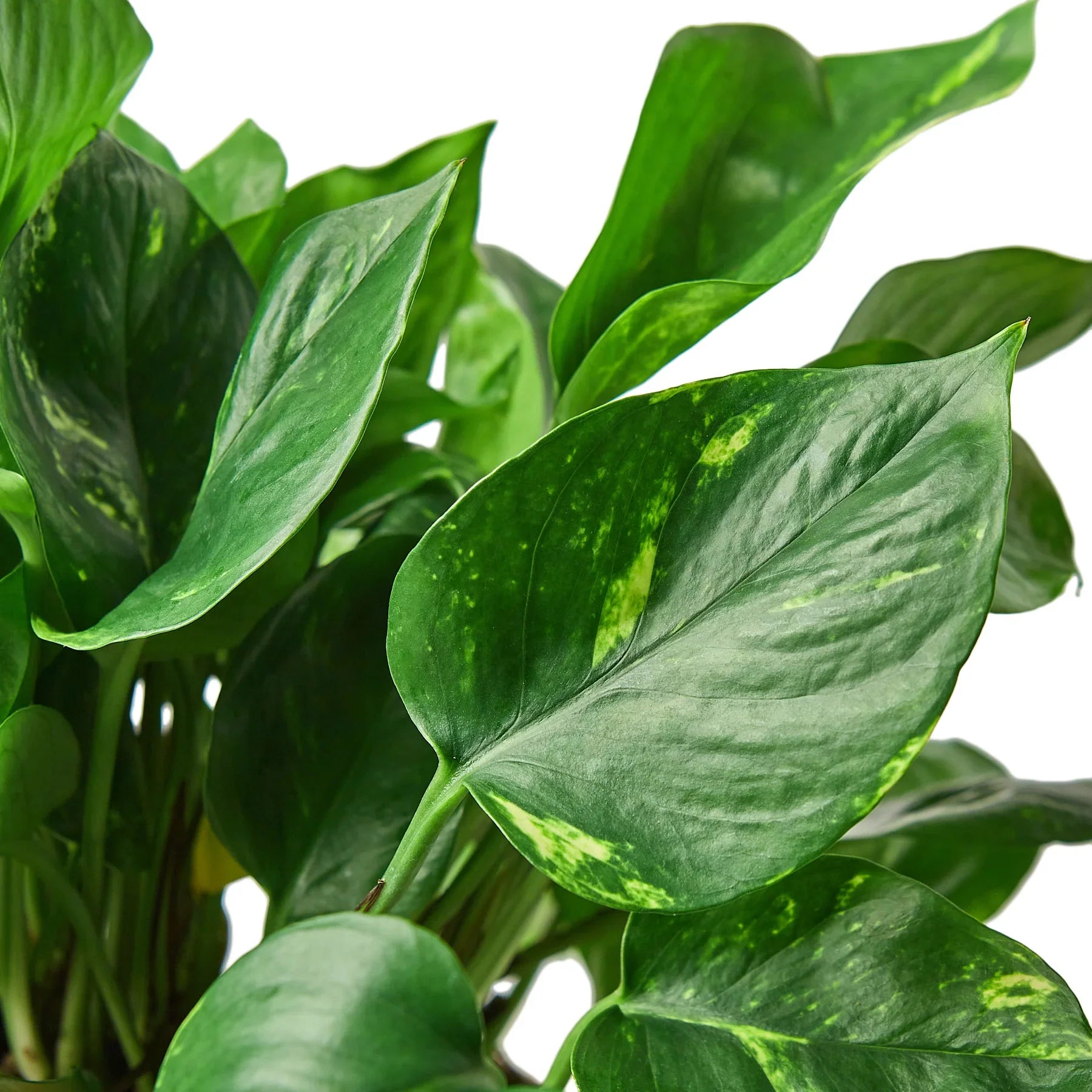 Golden Pothos – Easy Care Trailing Live Plant | SunriseDaylas