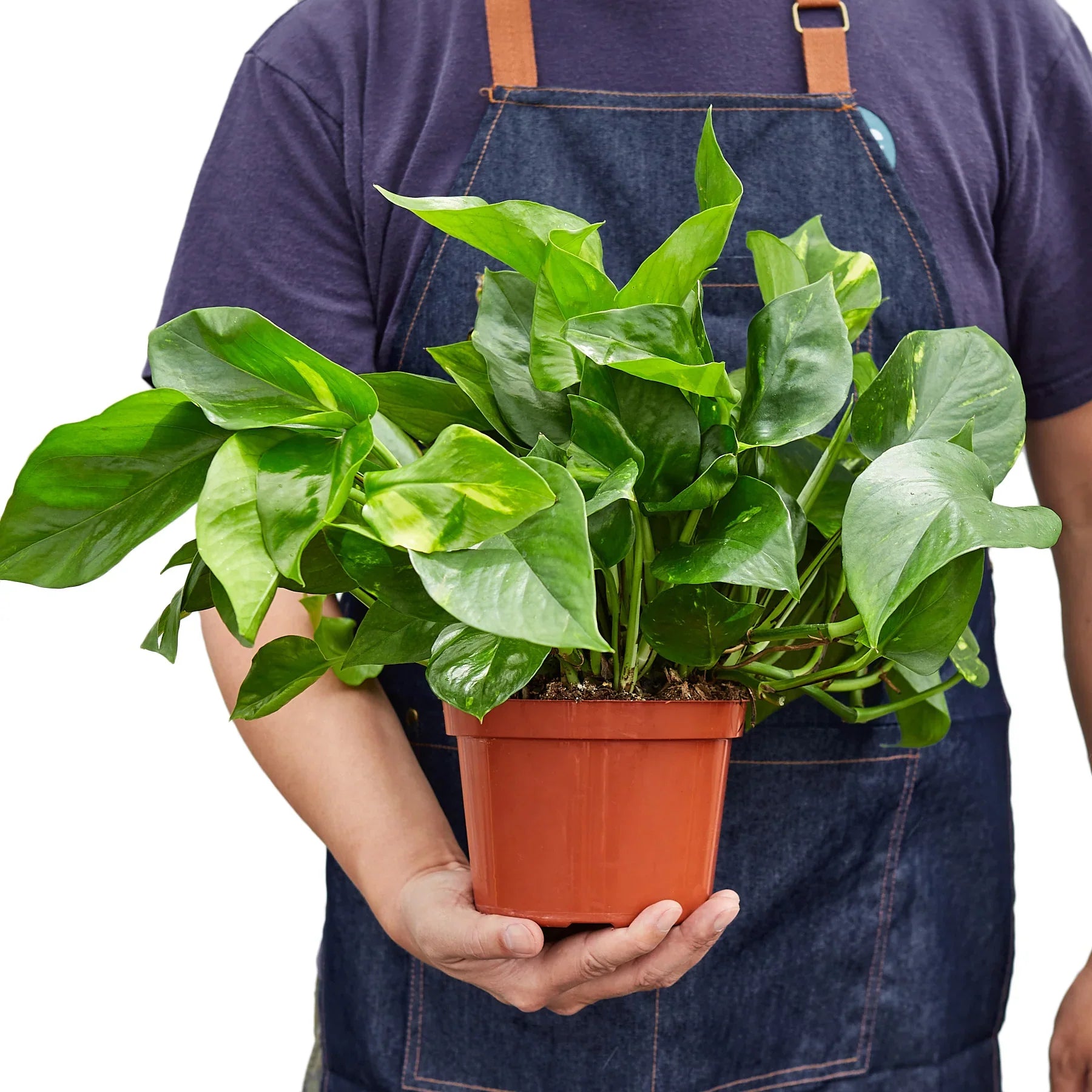 Golden Pothos – Easy Care Trailing Live Plant | SunriseDaylas