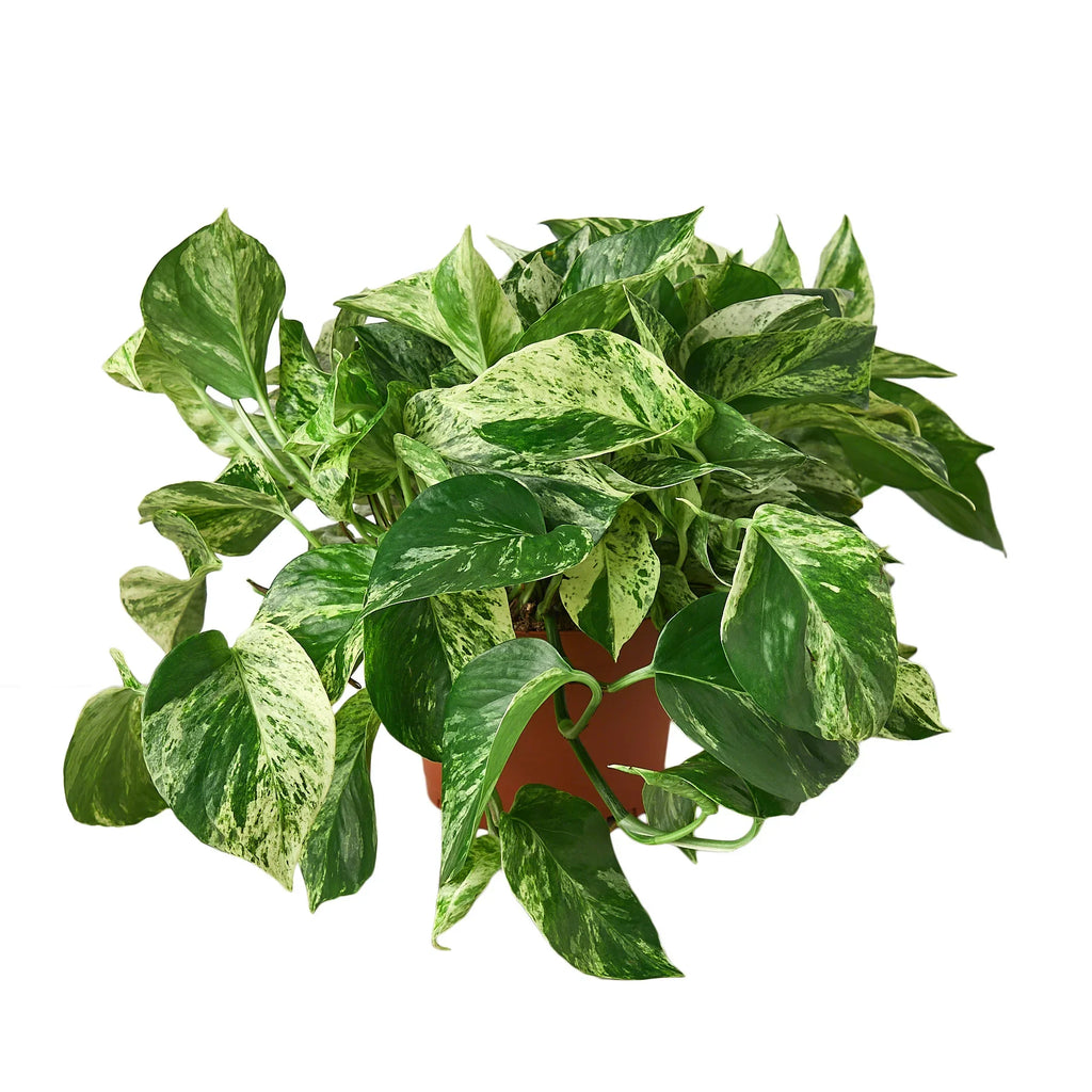 Marble Queen Pothos – Variegated Trailing Plant | SunriseDaylas