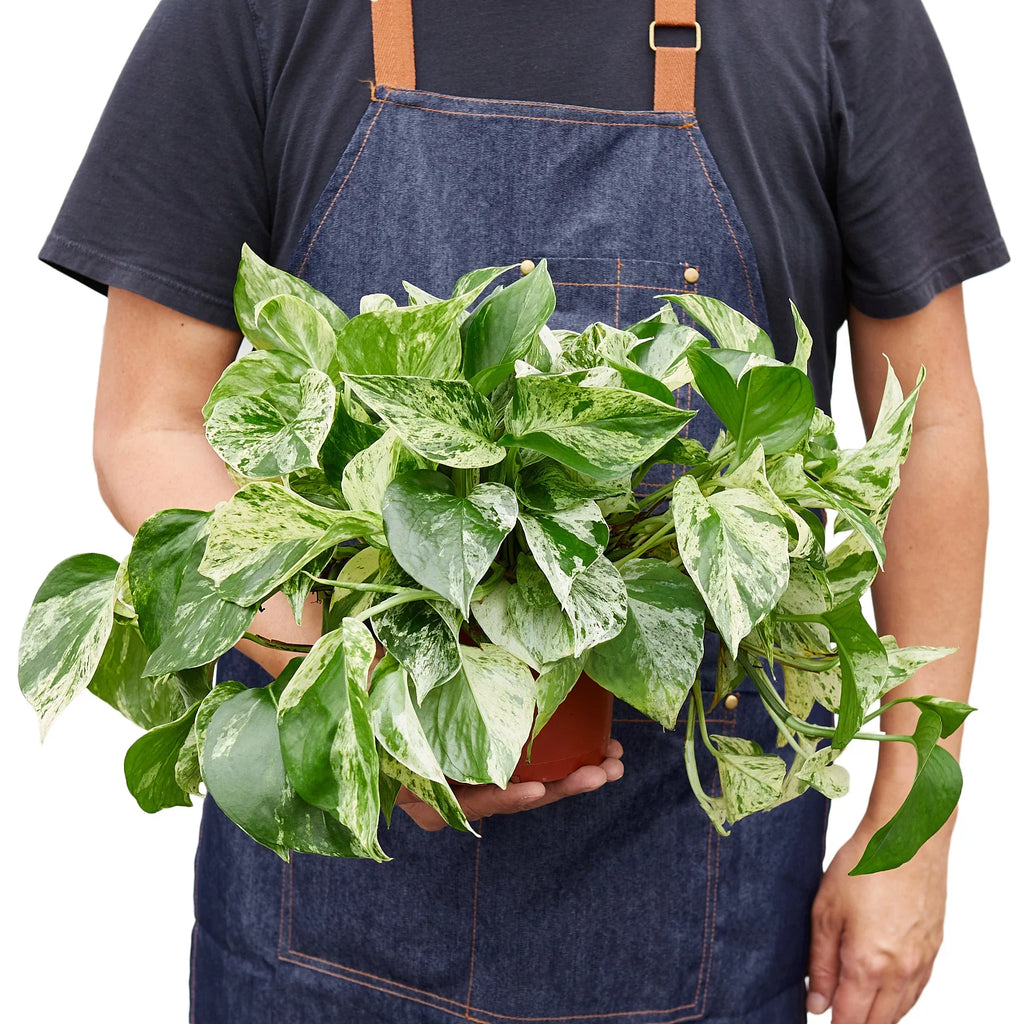 Marble Queen Pothos – Variegated Trailing Plant | SunriseDaylas