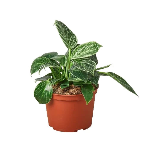 Philodendron ‘Birkin’ – White-Striped Upright Plant | SunriseDaylas