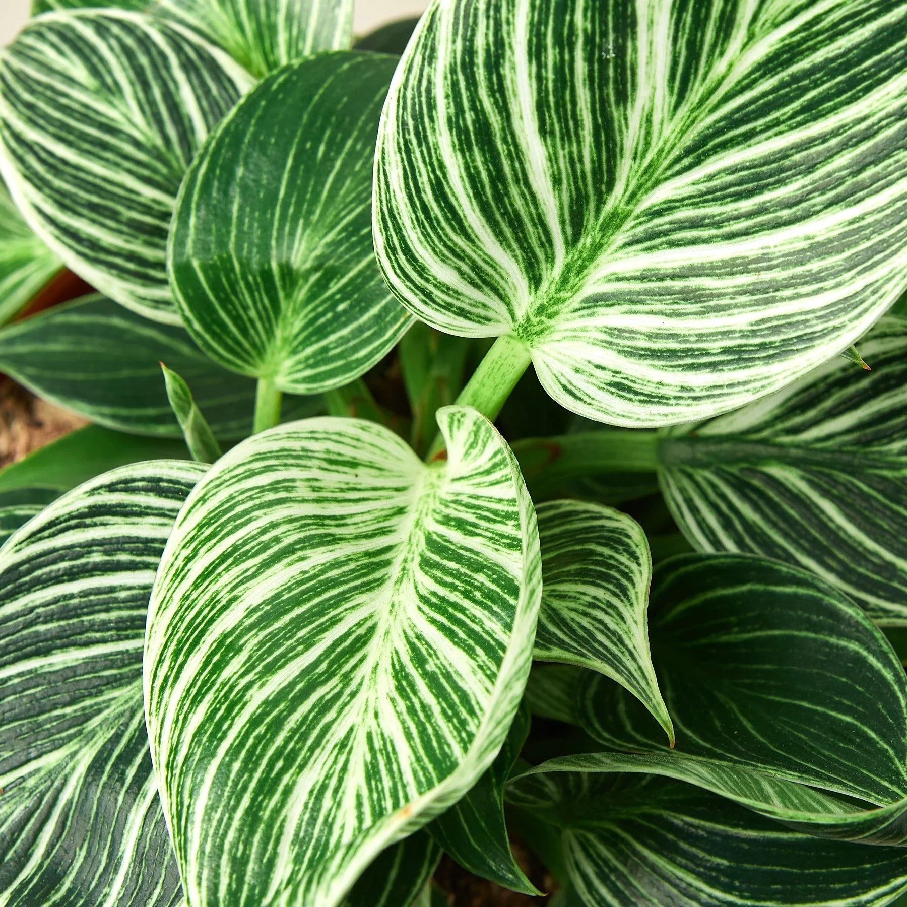 Philodendron ‘Birkin’ – White-Striped Upright Plant | SunriseDaylas