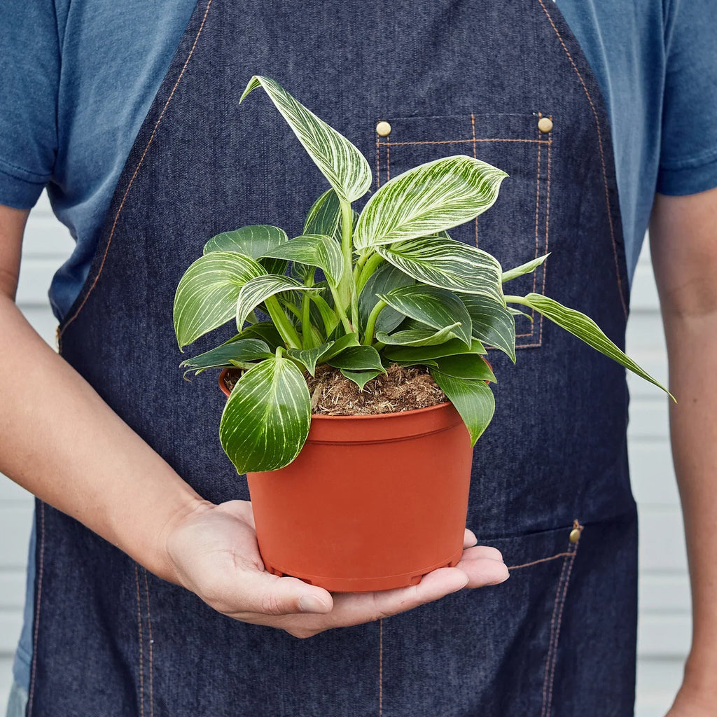 Philodendron ‘Birkin’ – White-Striped Upright Plant | SunriseDaylas