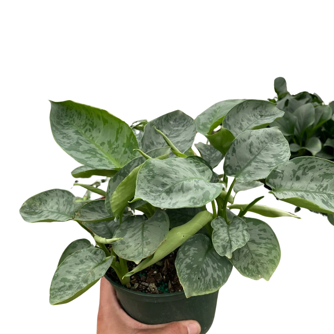 Rare Schismatoglottis Sarawak – Silver Foliage Plant | SunriseDaylas
