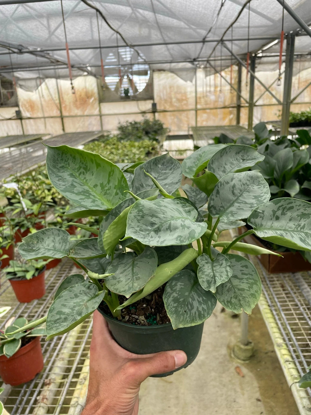 Rare Schismatoglottis Sarawak – Silver Foliage Plant | SunriseDaylas
