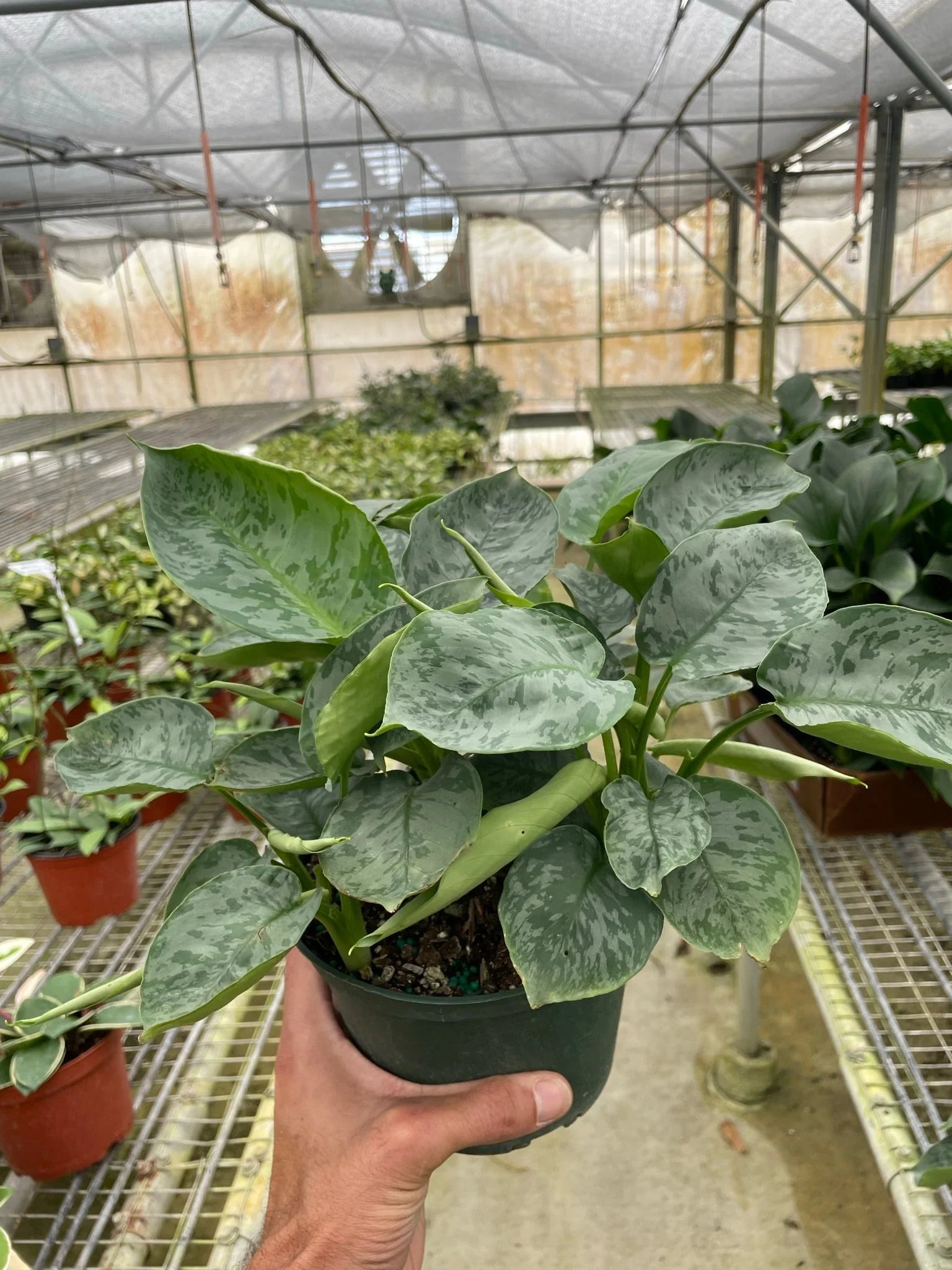 Rare Schismatoglottis Sarawak – Silver Foliage Plant | SunriseDaylas