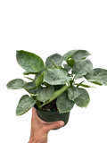 Rare Schismatoglottis Sarawak – Silver Foliage Plant | SunriseDaylas