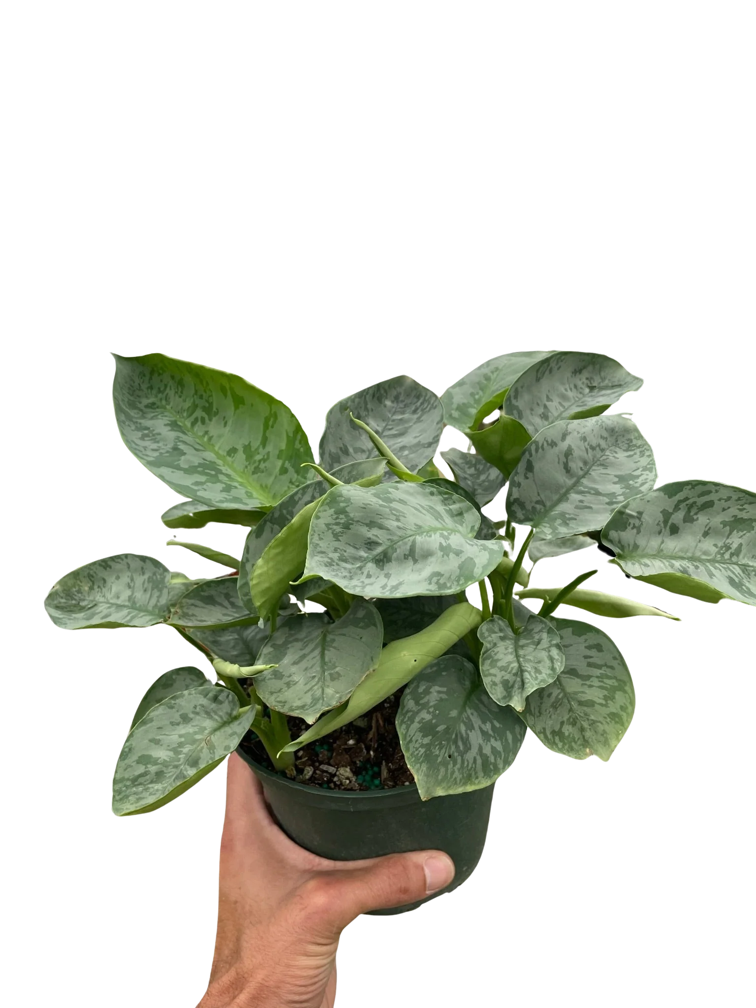 Rare Schismatoglottis Sarawak – Silver Foliage Plant | SunriseDaylas