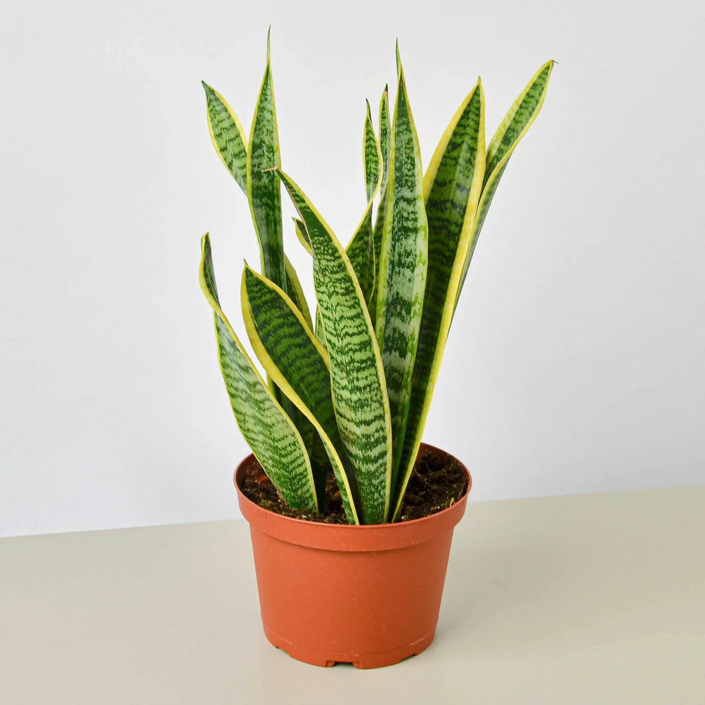 Snake Plant Laurentii – Easy Care Air Purifier | SunriseDaylas